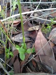 Pterostylis acuminata