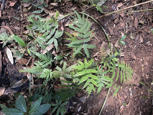 Pteris biaurita observed 2026-07-25