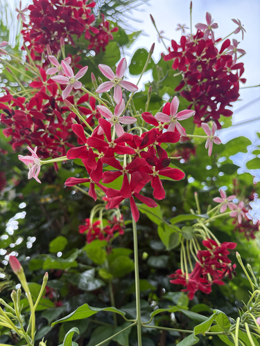 Rangoon Creeper