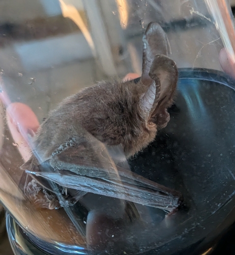 Townsend's Big-eared Bat