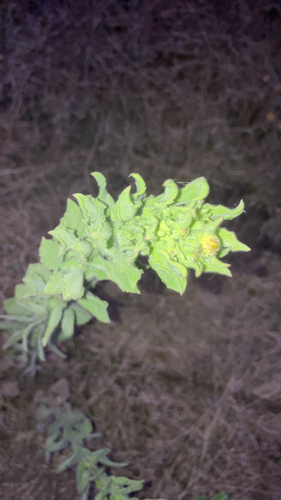 Coulter's horseweed