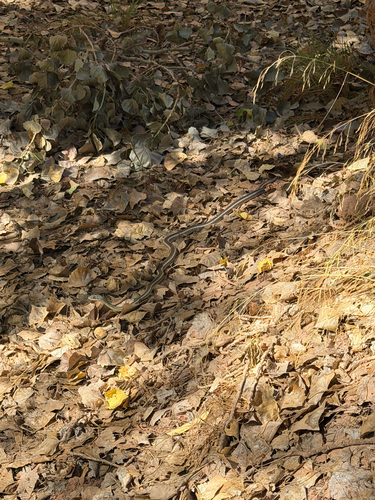 Striped Whipsnake