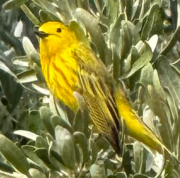 Northern Yellow Warbler