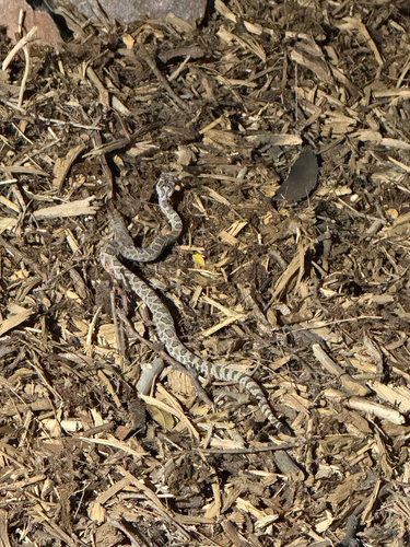 Great Basin Rattlesnake