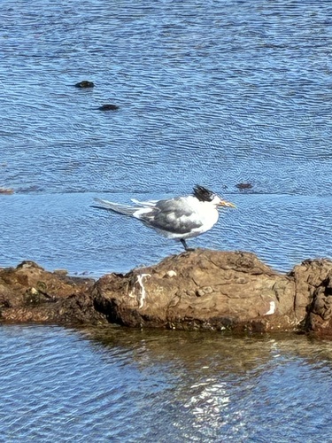 iNaturalist image