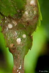 Rhacophorus lateralis