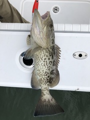 Mycteroperca microlepis