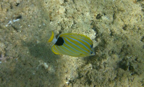 Chaetodon fremblii observed 2026-07-19