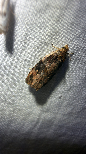 Olethreutes footiana