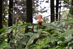 Alpinia sessiliflora