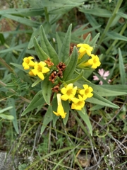 Lithospermum ruderale