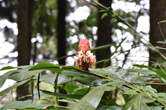 Alpinia sessiliflora