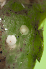 Rhacophorus lateralis