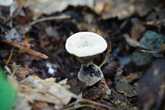 Hydnellum suaveolens