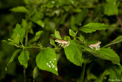 Rhacophorus lateralis