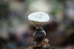 Hydnellum suaveolens