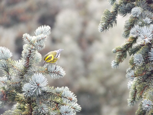 Townsend's Warbler