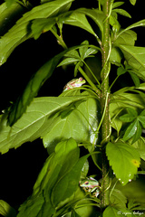 Rhacophorus lateralis