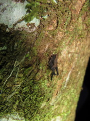 Batrachidea