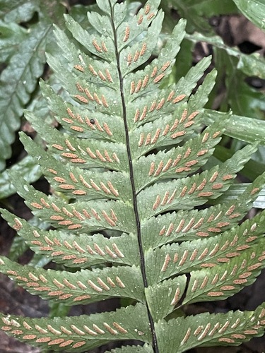 Hymenasplenium excisum observed 2026-07-25
