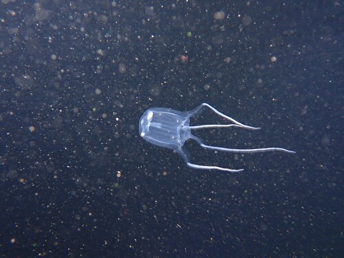 Carybdea rastonii observed 2026-07-24