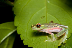 Rhacophorus lateralis