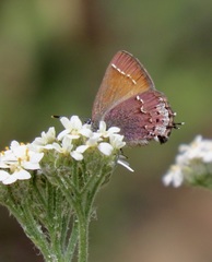 Callophrys muiri
