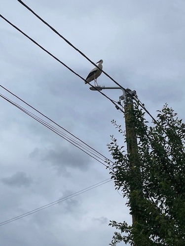 White Stork