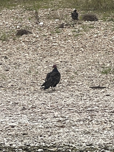Turkey Vulture