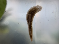 Girardia tigrina