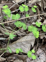 Euphorbia ouachitana