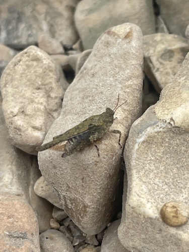 Obscure Grouse Locust