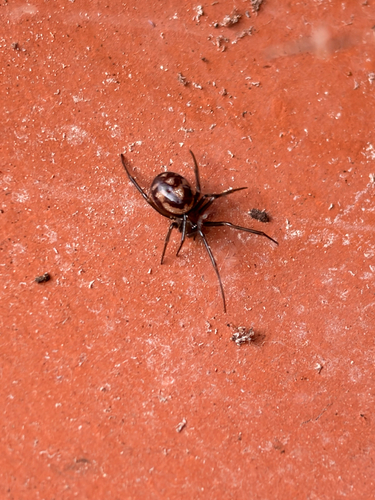 False Black Widow