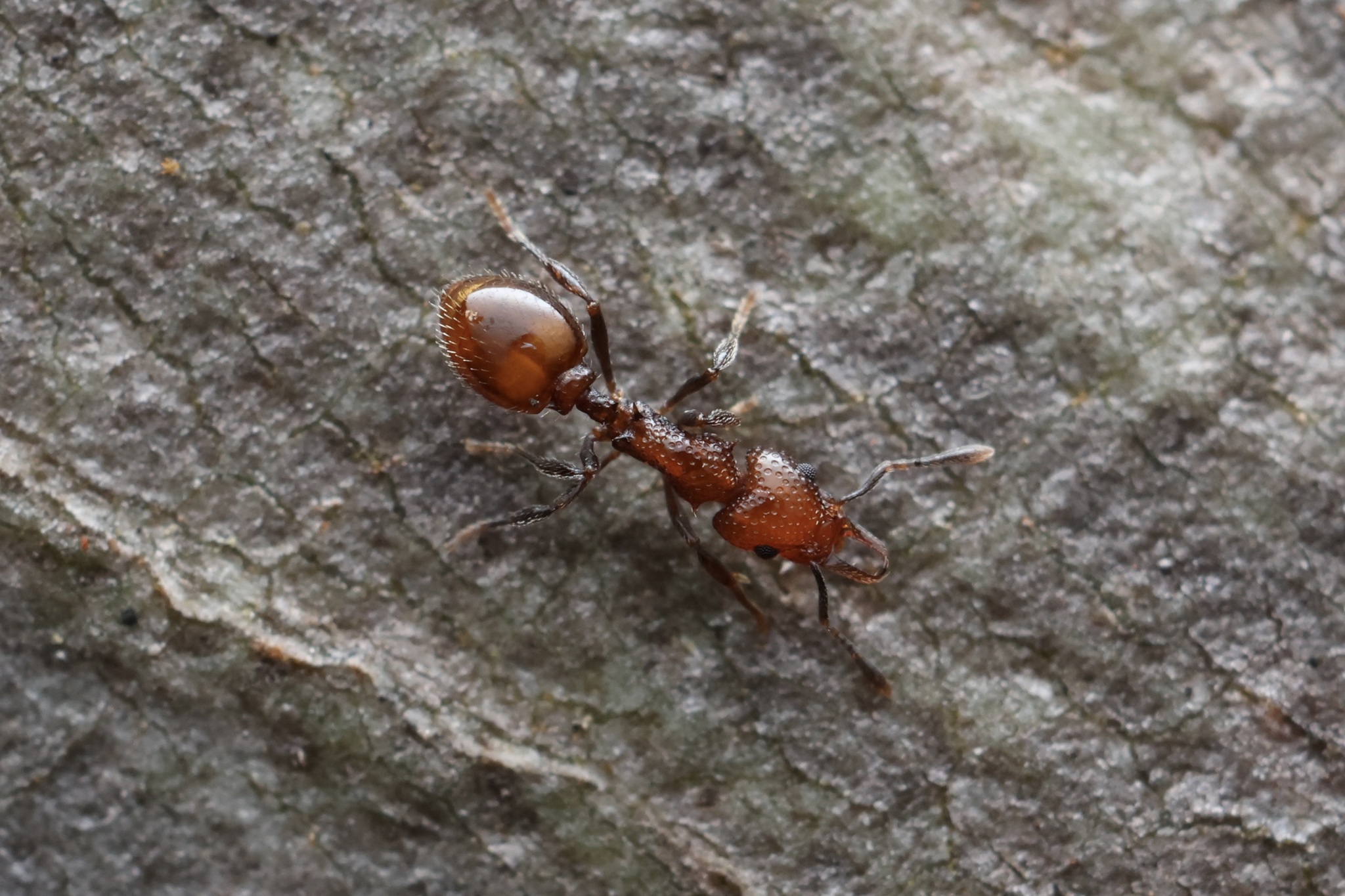 Epopostruma mercurii