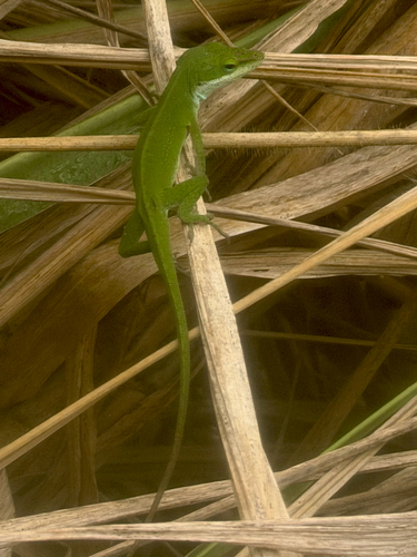 Anolis carolinensis observed 2026-07-24