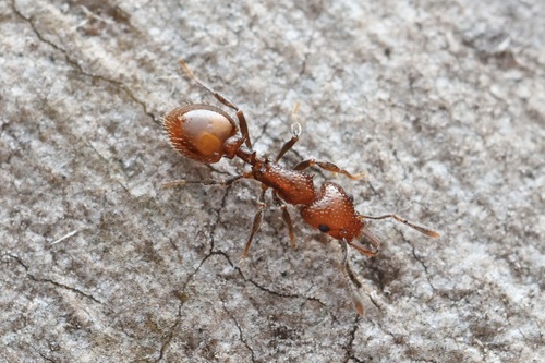 Epopostruma mercuriiEpopostruma mercurii