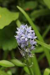Hyacinthoides italica
