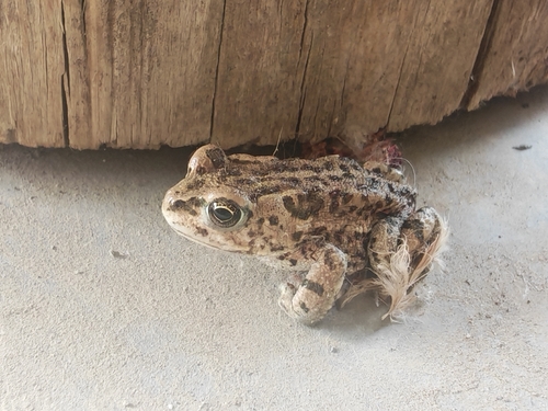 Mongolian Toad