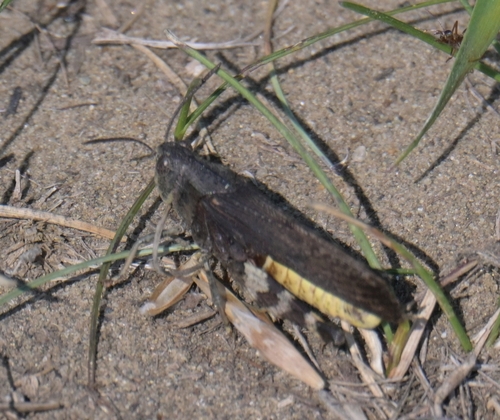 Speckle-winged Rangeland Grasshopper