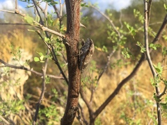 Diceroprocta knighti