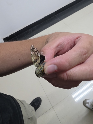Kaempfer Cicada