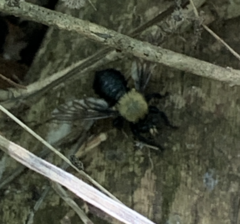 Laphria flavicollis