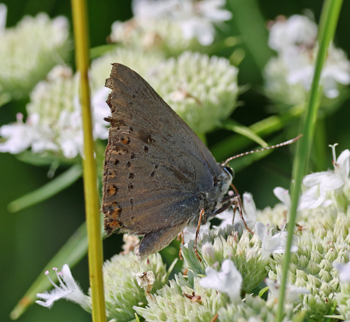 Coral Hairstreak