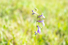 Lobelia glandulosa image