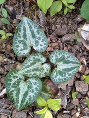 Asarum marmoratum