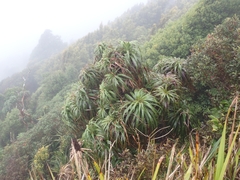 Dracophyllum traversii, photograph (c) Oscar Dove, some rights reserved (CC BY)
