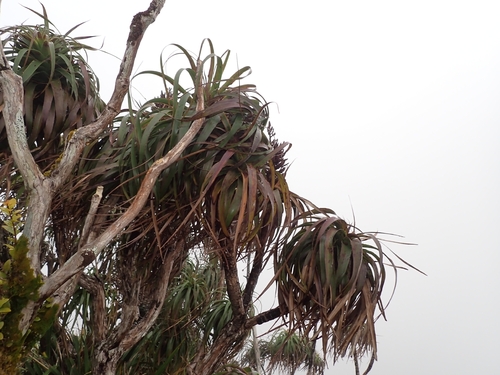 Dracophyllum traversii, photograph 6