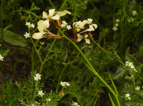 Eruca sativa
