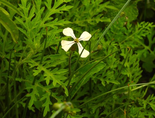 Eruca sativa