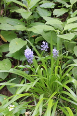 Hyacinthoides italica
